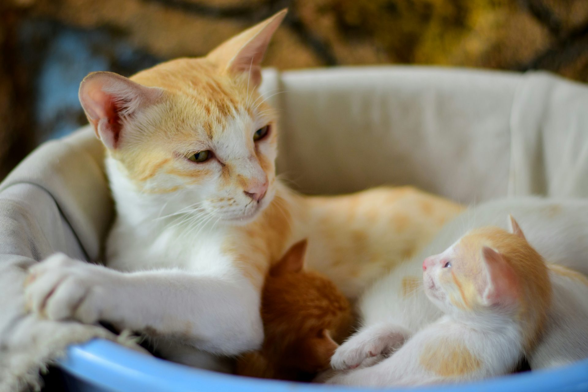 Chat maman avec ses petits