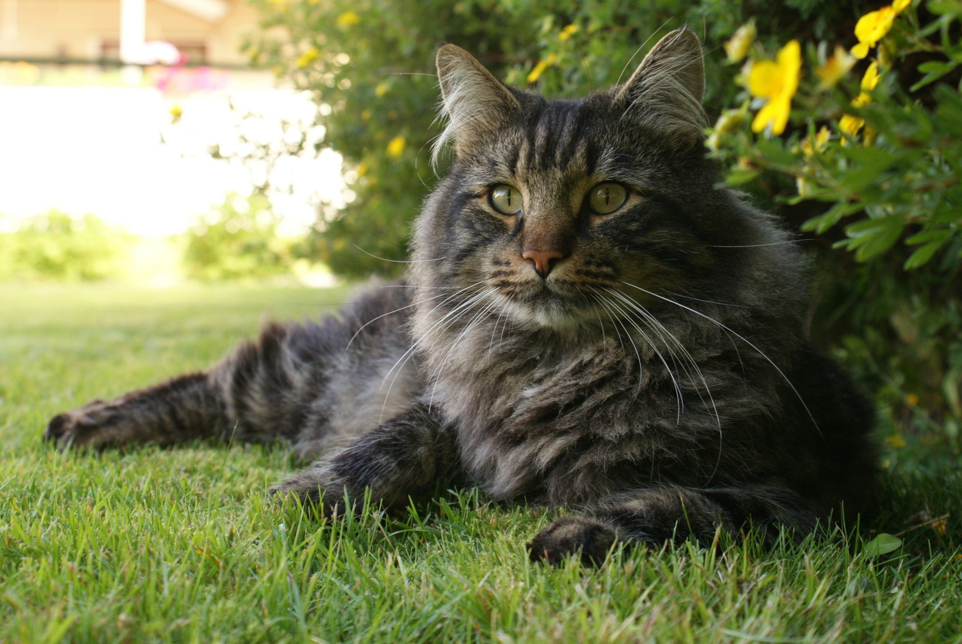 a cat laying in the grass next to a bush